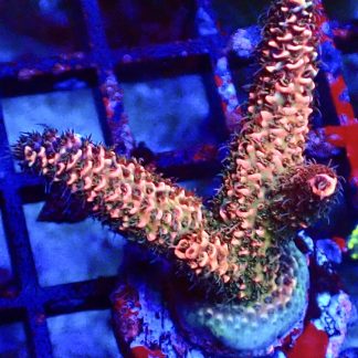 WYSIWYG 22E Acropora Millepora Frag