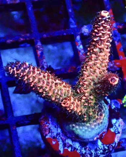 WYSIWYG 22E Acropora Millepora Frag