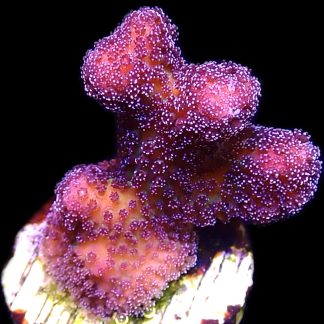 WYSIWYG 12i Cherry Cola Stylophora