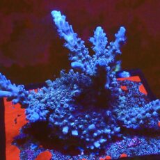 WYSIWYG L2 Blue Curacao Acropora (90mm Colony)