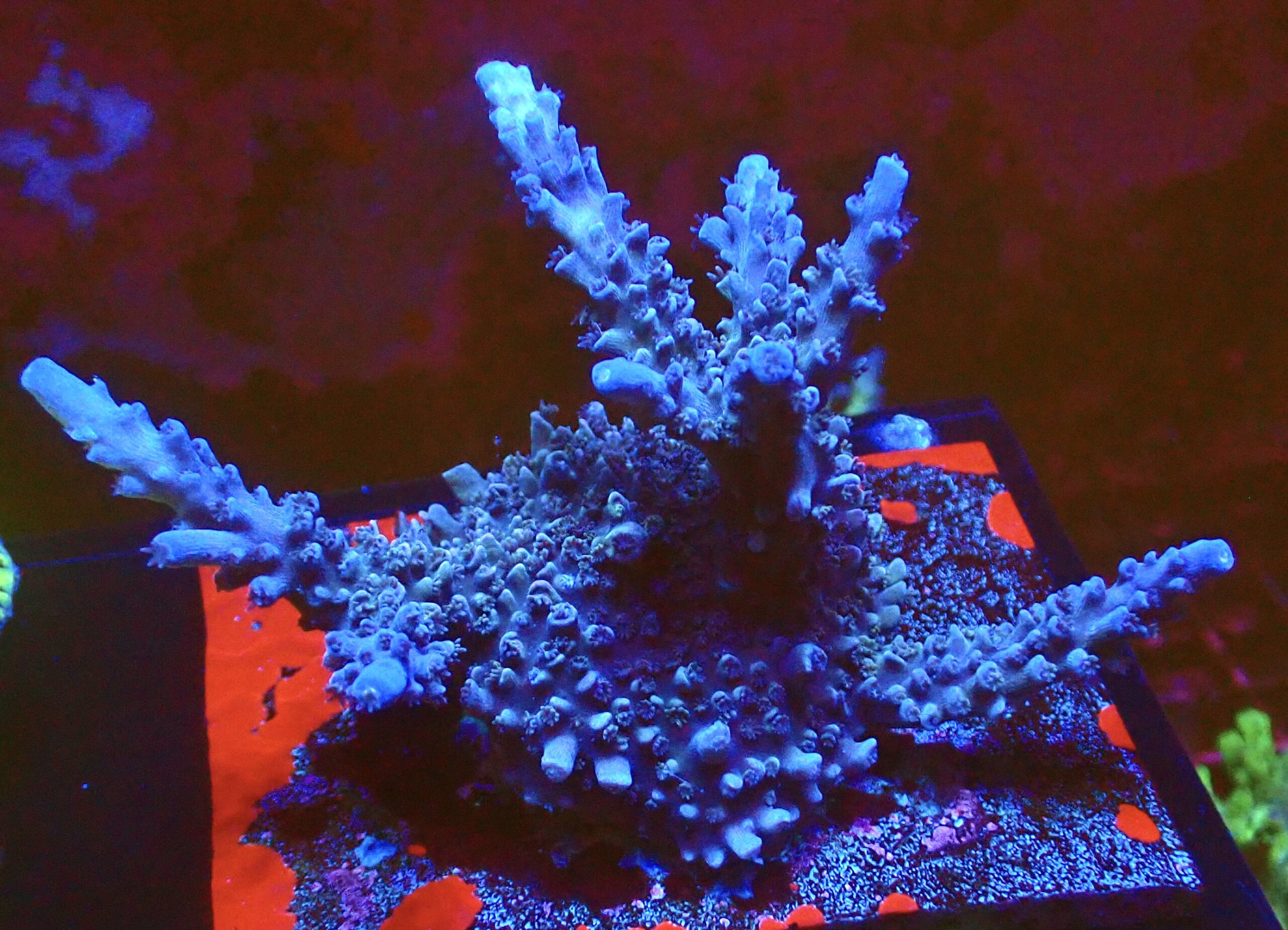 WYSIWYG L2 Blue Curacao Acropora (90mm Colony)