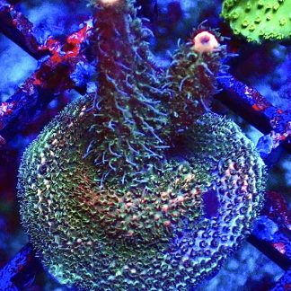 WYSIWYG 20D Strawberry Millepora Frag