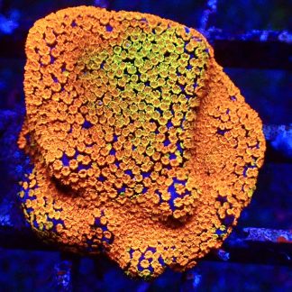 WYSIWYG 9F Rainbow Montipora Large