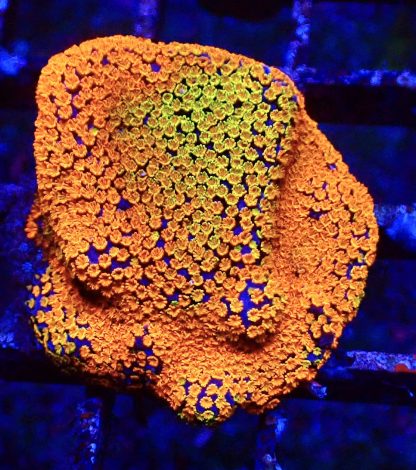 WYSIWYG 9F Rainbow Montipora Large