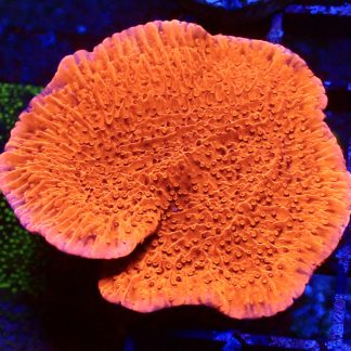WYSIWYG 7E Orange Plating Montipora Frag Large