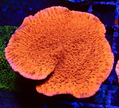 WYSIWYG 7E Orange Plating Montipora Frag Large