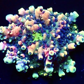 WYSIWYG 16G Pink Cadillac Acropora Extra Large