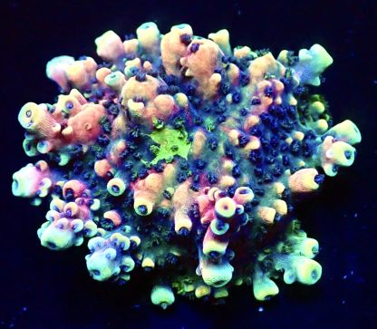 WYSIWYG 16G Pink Cadillac Acropora Extra Large