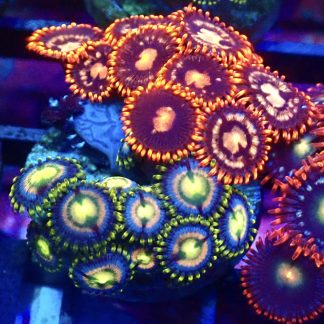 WYSIWYG Zoanthid Frag B5