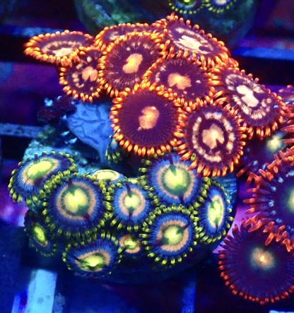 WYSIWYG Zoanthid Frag B5