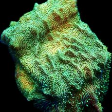 WYSIWYG 17B Metallic Neon Scrolling Pavona Frag