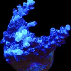 WYSIWYG 23D Blue Curacao Acropora