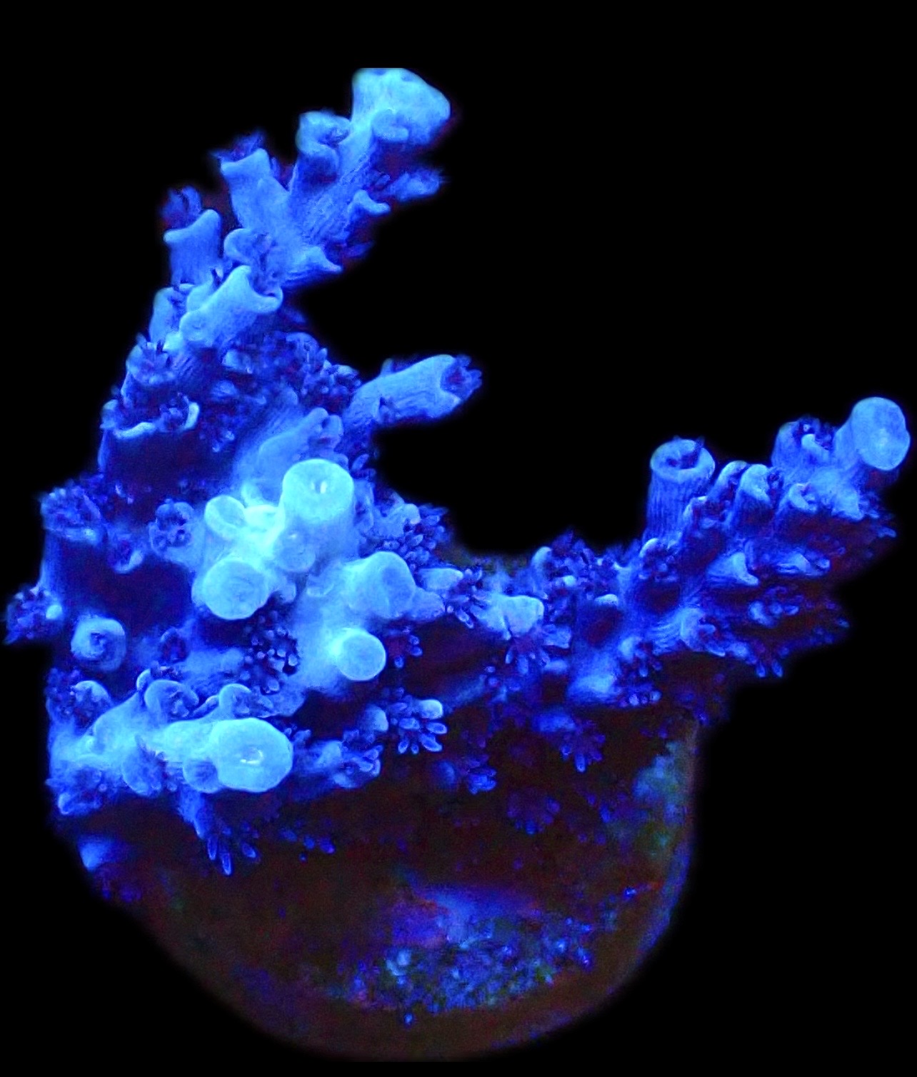 WYSIWYG 23D Blue Curacao Acropora