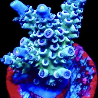 WYSIWYG 23F Acropora Rainbow Tenius