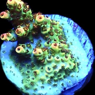 WYSIWYG 24i Bill Murray Acropora Frag