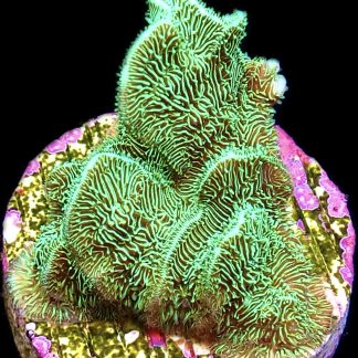 WYSIWYG 9K Metallic Neon Scrolling Pavona Frag