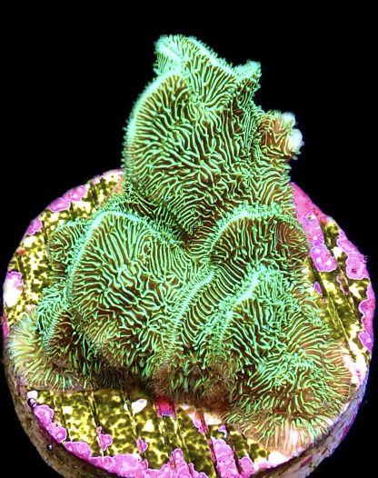 WYSIWYG 9K Metallic Neon Scrolling Pavona Frag