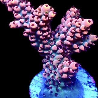 WYSIWYG 17C Raspberry Bali Shortcake Acropora Frag Extra Large