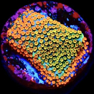 WYSIWYG 7E Rainbow Montipora