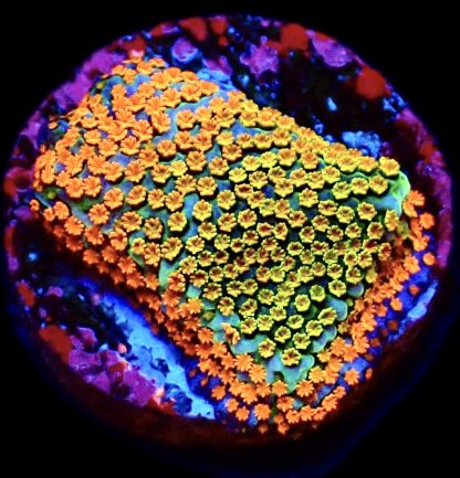WYSIWYG 7E Rainbow Montipora