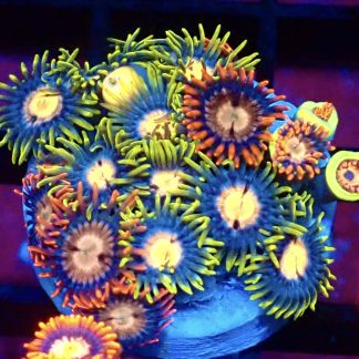 WYSIWYG Zoanthid Frag B36