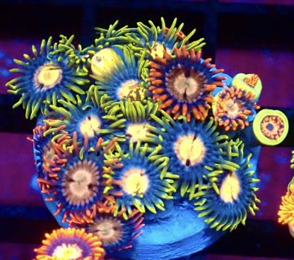WYSIWYG Zoanthid Frag B36