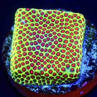 WYSIWYG 12i Strawberry / Lime Porites Frag
