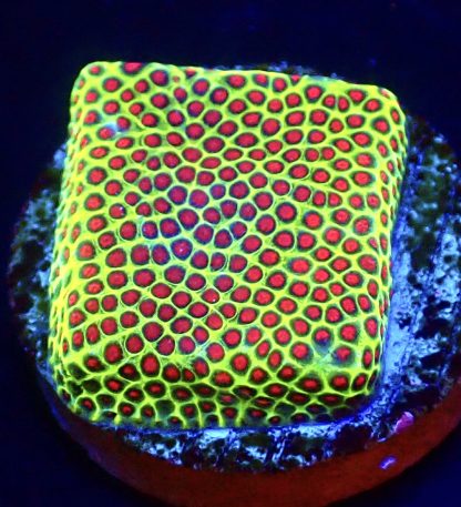 WYSIWYG 12i Strawberry / Lime Porites Frag