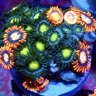 WYSIWYG Zoanthid Frag B47