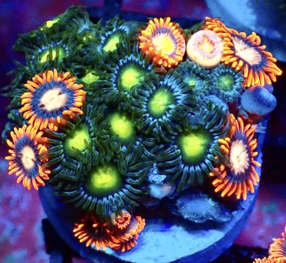 WYSIWYG Zoanthid Frag B47