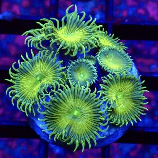 WYSIWYG 32E Grand Palythoa Frag