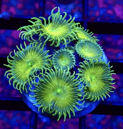 WYSIWYG 32E Grand Palythoa Frag