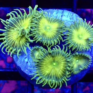 WYSIWYG 32H Grand Palythoa Frag