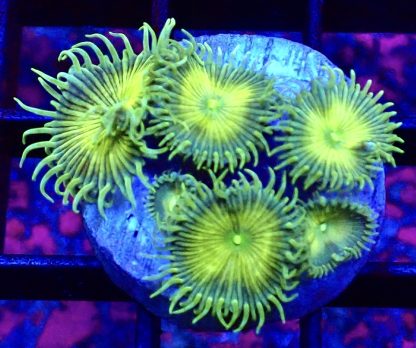 WYSIWYG 32H Grand Palythoa Frag