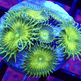 WYSIWYG 32J Grand Palythoa Frag