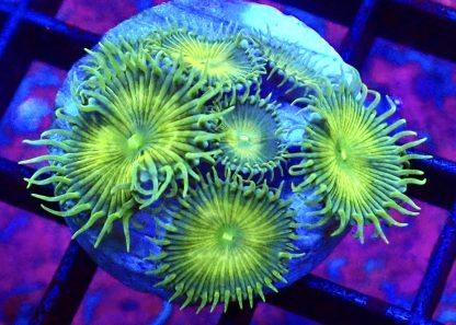 WYSIWYG 32J Grand Palythoa Frag