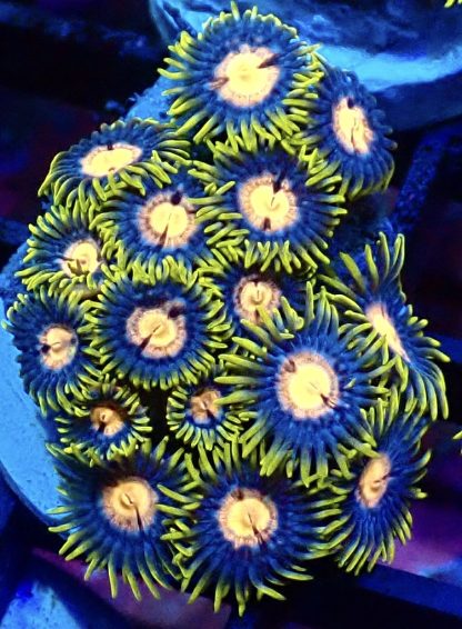 WYSIWYG Zoanthid Frag B50