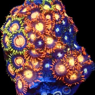 WYSIWYG Zoanthid Frag C37