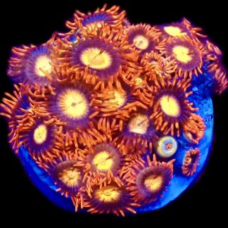 WYSIWYG Zoanthid Frag C38