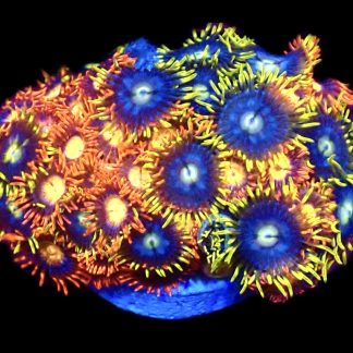 WYSIWYG  Zoanthid Frag C48