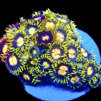 WYSIWYG  Zoanthid Frag C49