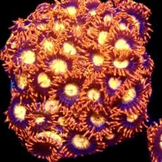 WYSIWYG  Zoanthid Frag C50