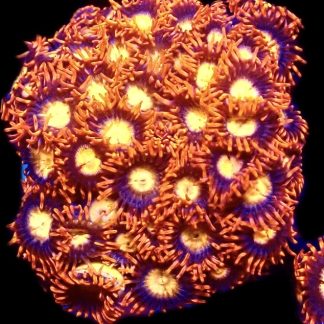 WYSIWYG  Zoanthid Frag C50