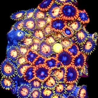 WYSIWYG  Zoanthid Frag C51