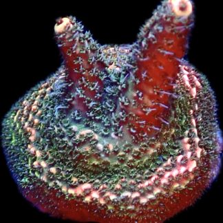 WYSIWYG 11H Strawberry Millepora Frag