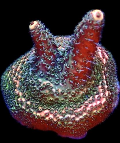 WYSIWYG 11H Strawberry Millepora Frag
