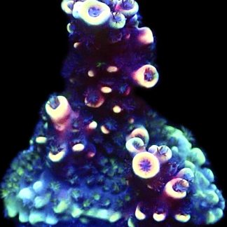 WYSIWYG 18G Pink Cadillac Acropora