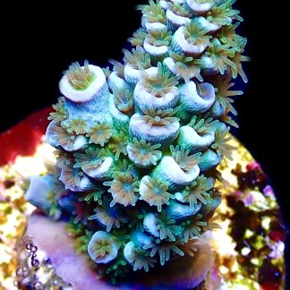 WYSIWYG 10F Acropora Rainbow Tenius