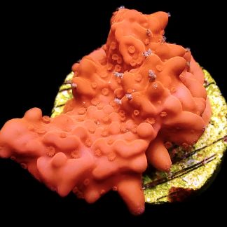 WYSIWYG 9C Red Montipora Setosa Frag