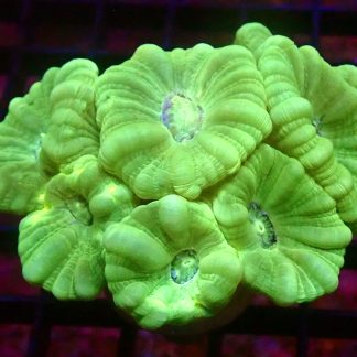WYSIWYG 30A Mint Candy Cane Colony